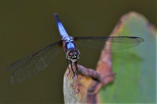 Réf. 287 872 : Brachydiplax chalybea